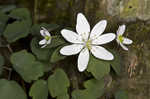 Rue anemone <BR>Windflower